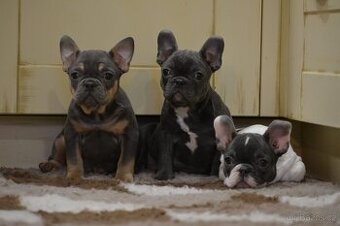 Francouzsky buldoček