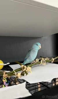 Papousicek sedikridly