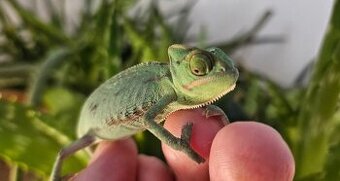Chameleon jemenský mláďata i nepříbuzný pár - 1