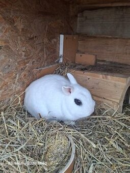 Zakrslí Hototský králík