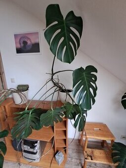 Monstera II