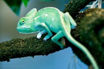 Chameleon jemenský - Chameleo calyptratus- samečci