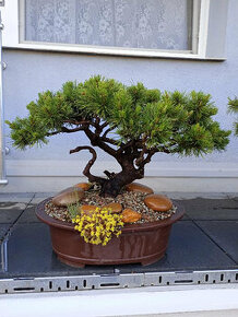 Borovice kleč (Pinus mugo) bonsai