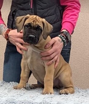 Boerboel štěňata na prodej (FCI)