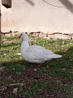 Prodám pižmové kačeny - 1