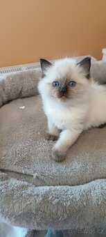 Ragdoll kotatka