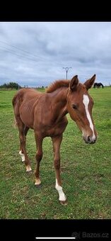 Na prodej - dvouleté hříbě (ČT) s výborným původem