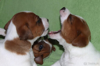 štěňata Jack Russell teriéra s PP