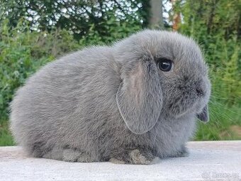 Anglický Zakrslý Mini Beránek - MiniLop✅