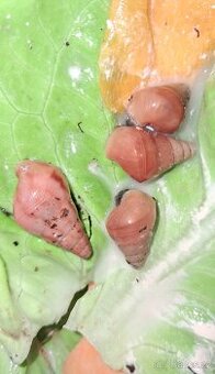 Exotičtí šneci Limicolaria Aghatina a Limicolaria Orange - 1