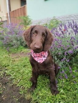 Flat coated retriever - šteniatko s PP