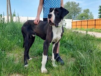 DENNY K ADOPCI - německá doga, přátelský mazel, miluje děti