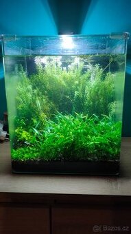 Low tech 30 l akvárium i pro začátečníky