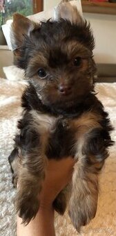 Jorkšírský terier choco tan s PP k odběru