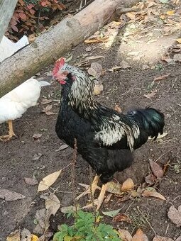 Kohout mix brahmánka