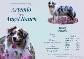 Krytí chovným psem Australský ovčák