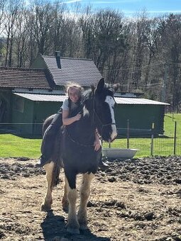 6 letá Barock Pinto