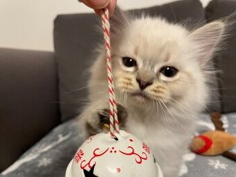 Sibiřská kočka - NĚVSKÁ MAŠKARÁDA