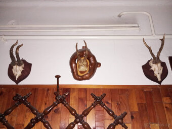 Trofeje, srnčí parůžky