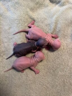 Prodáme koťátka sphynx bez PP