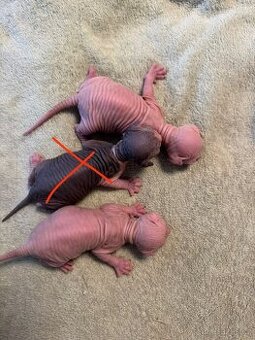 Prodáme koťátka sphynx bez PP