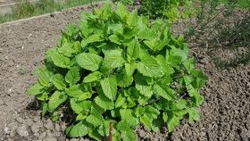 Meduňka lékařská citrónová