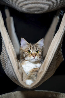 Sibiřská kočka -  kočička s PP