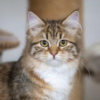 Sibiřská kočka -  kočička s PP