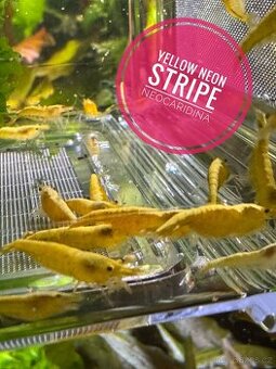 Krevetky Yellow neon stripe (neocaridina)