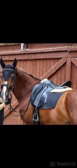 Prodej drezůrního sedla