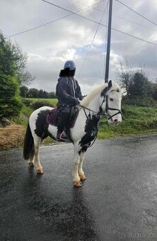 Irsky cob- do sportu