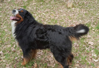 Bernský salašnický pes