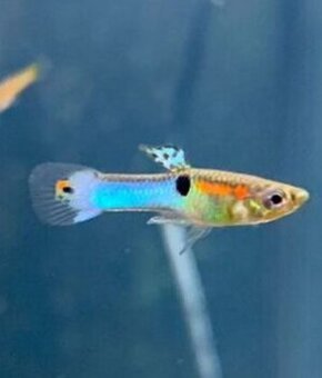 Endlerky blue japan - 1