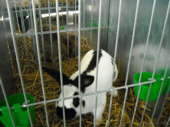 Prodám české strakáče