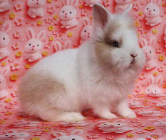 Zakrslý krátkouchý modrooký králíček TT sameček .