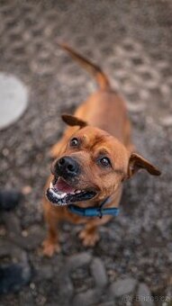 Baroš - mini kříženec bull, aktivní, 7 let