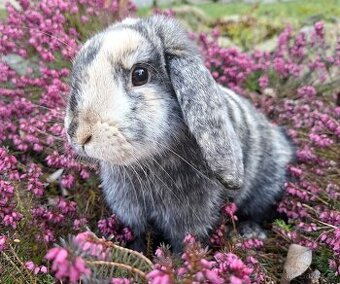 Zakrslý beránek samička