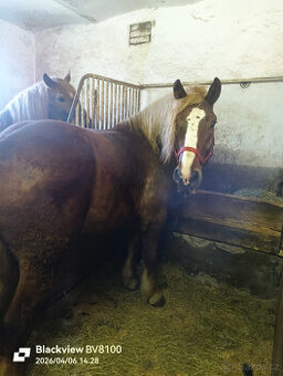 Prodám Českomoravského belgického koně