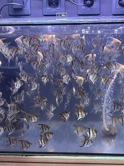 Prodej akvarijních rybiček