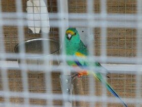 papoušek mnohobarvý - 1