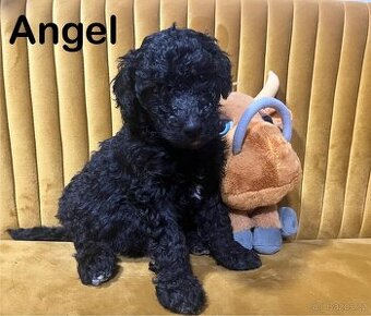 Doubledoodle (Labradoodle + Bordoodle)
