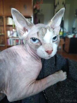 kanadský sphynx