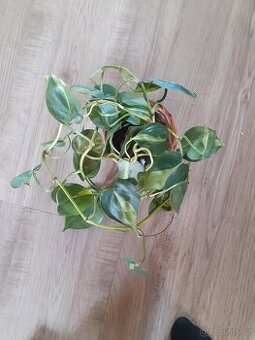 Philodendron Brazil - 1