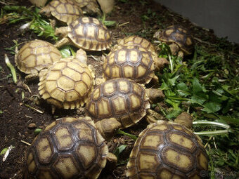 Želva ostruhatá (Centrochelys sulcata)