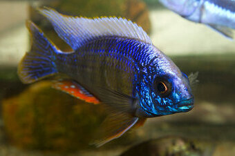Protomelas steveni Taiwan Reef - 1