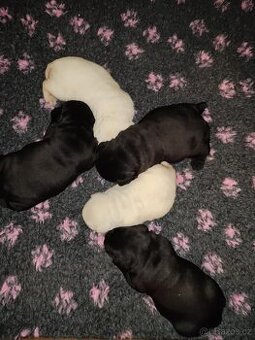 Labrador retriever - 1