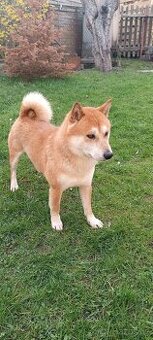 Shiba Inu