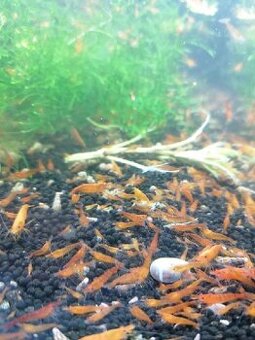 krevetky neocaridina orange sunkist