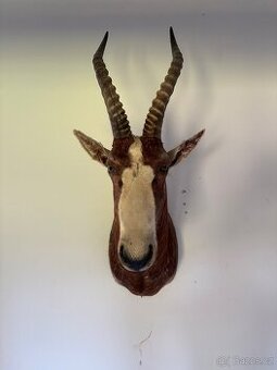 Lovecká Trofej Buvolec BĚLOČELÝ