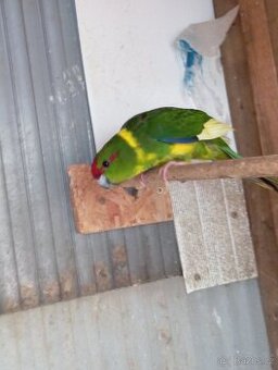 Kakariki - 1